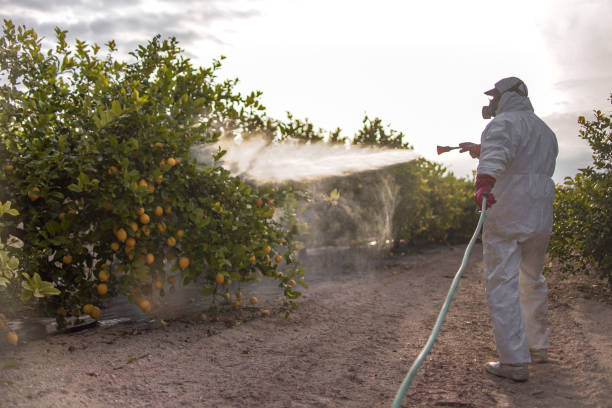 Best Wasp Removal Services  in Mitchell, IL