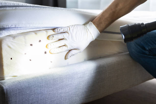 Best Emergency Pest Control  in Mitchell, IL