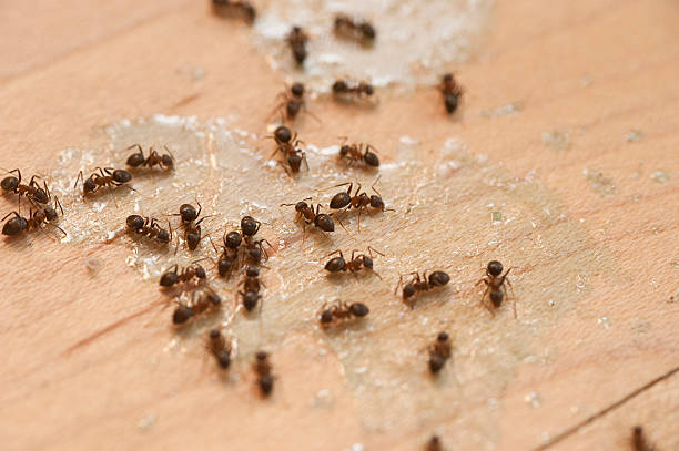 Best Wildlife Control Services  in Mitchell, IL
